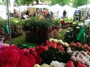 Rosen vor Marktständen